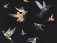 hummingbird aubusson tapestry rugs Marbella