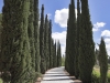 Amazing avenue of cypresses
