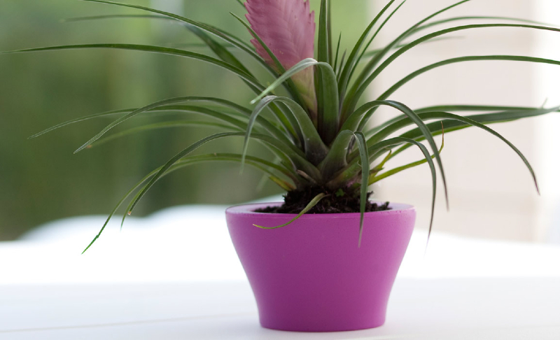 nano_centro_pink_01-mini-flower-pots-marbella-aaa122