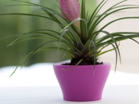 nano_centro_pink_01-mini-flower-pots-marbella-aaa122